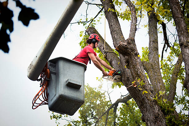 Rio Bravo, TX  Tree Services Company